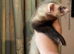 Half micro ferret hob