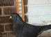 Modina pigeon for sale