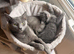 Male British shorthair