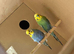 Budgies for sale