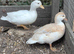 Breeding pair of call ducks