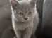 British short haired kittens