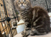 Maine Coon Registered TICA