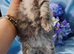 Mainecoon kittens ready now