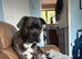 Cane corso x Amstaff
