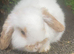 Gorgeous mini lop boys