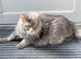 Stunning TICA Maine coons