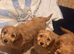 Stunning Ruby Cockapoo Puppies