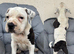 Old tyme x American bulldog REDUCED