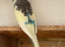 young budgies for sale