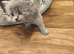 British short hair kittens