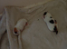 Beautiful newborn kittens ready in several weeks