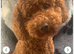 READY TO LEAVE FOR THEIR FOREVER HOMES REDUCED Exquisite Red Fox F1b Toy Cockapoo puppies looking for their forever homes