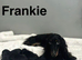 Daxiepoo puppies have had all injections done
