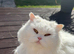 White British Longhair