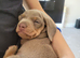 Adorable miniature smooth haired dachshund