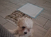 Female bichon x