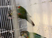 Bonded pair crimson bellied conure