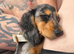 Ling haired dapple miniature dachshund