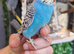 4 blue chicks and 1 green adult male