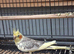 3 young cockateils
