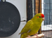 Young Kakarikis