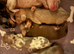 Standard dachshund puppies