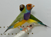 Beautiful pair of gouldian finches for sale