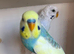 Young pretty budgies