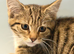 Lovely kittens are looking for a loving family.