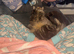 Male Mainecoon