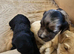 Cockerpoo puppies