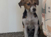 Beautiful JackRussell puppy