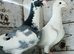 German beauty pigeons