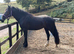 Quality & classy Welsh D Mare