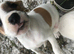 Jack russel