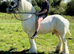15h Cremello cob FOR STUD