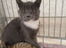 Beautiful grey & white domestic shorthaired farm kitten, about 9 months old