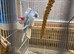 Helicopter Baby Budgies