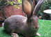 PURE BRED Continental Giant kits - Vaccinated - RESERVE