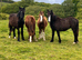 Outstanding group of Colt for sale.