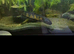 Snakeheads, Channa Asiatica wild