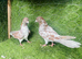 Pakistani Pigeons for Sale &ndash; 20 Pairs Available