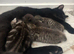 Tabby kittens