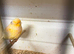 Norwich canaries