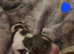 Beautiful cocker spaniles for sale