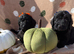 Beautiful Dixie babies