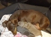 Stunning miniature dachshund