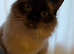 For rehoming