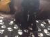 1 boy cocker spaniel boy left